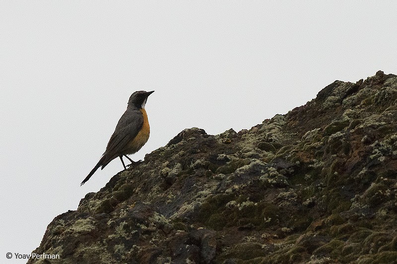 White-throated Robin - Yoav Perlman