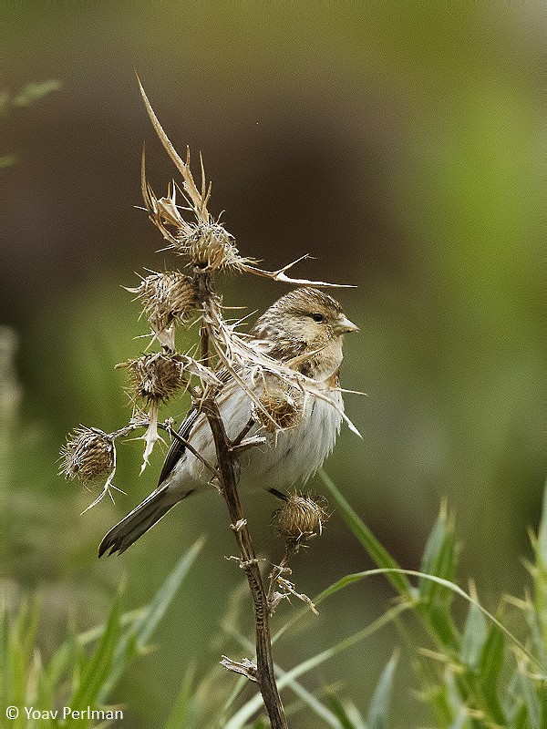 Twite - Yoav Perlman