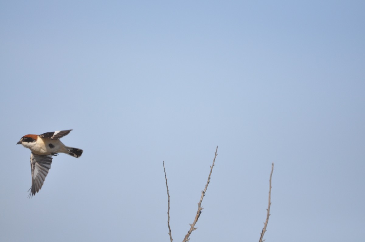 Woodchat Shrike (Western) - Samuel Hilaire