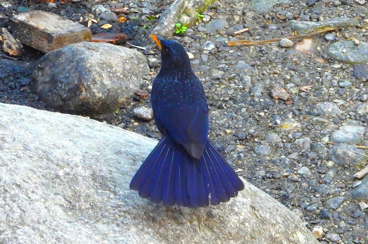 Blue Whistling-Thrush - Jageshwer verma