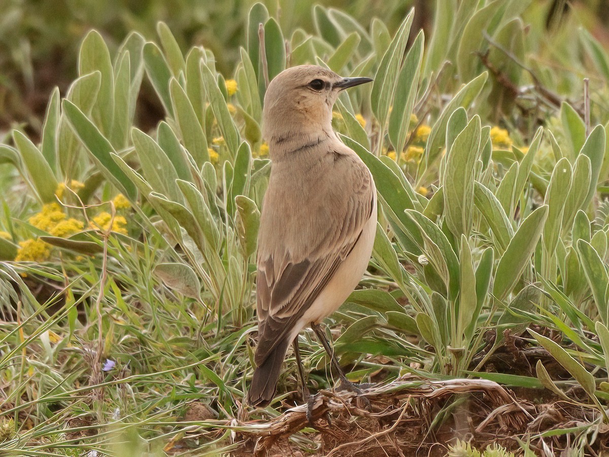 Isabelline Wheatear - Andrew Pryce