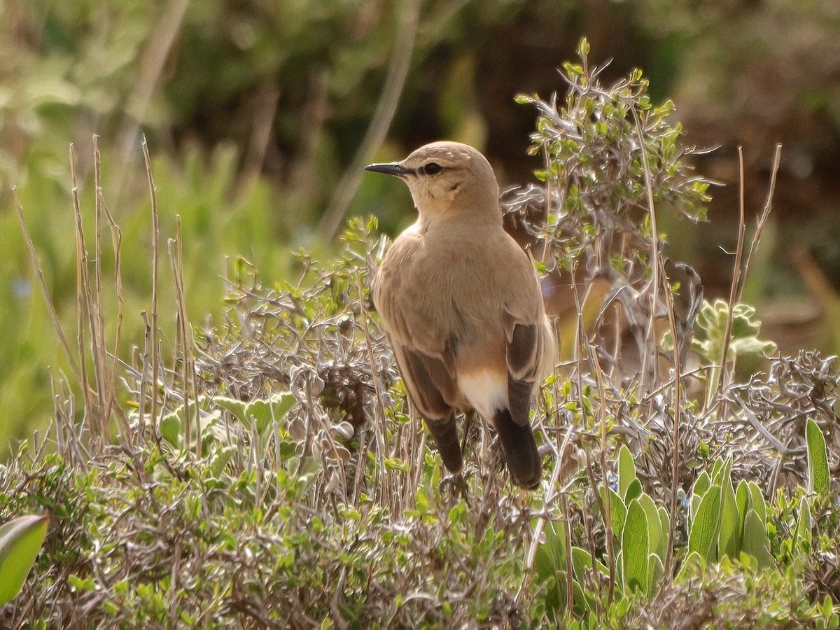 Isabelline Wheatear - Andrew Pryce