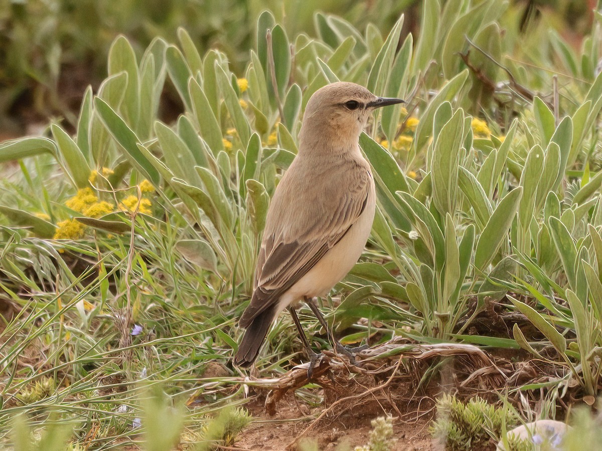 Isabelline Wheatear - Andrew Pryce