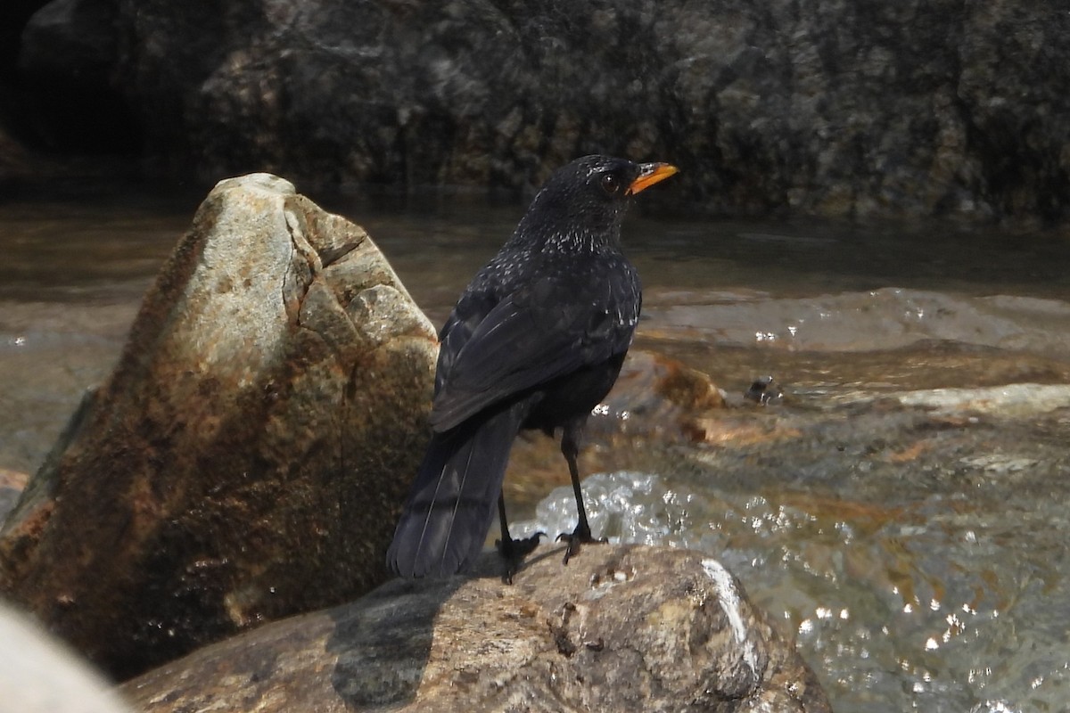 Blue Whistling-Thrush - Jageshwer verma