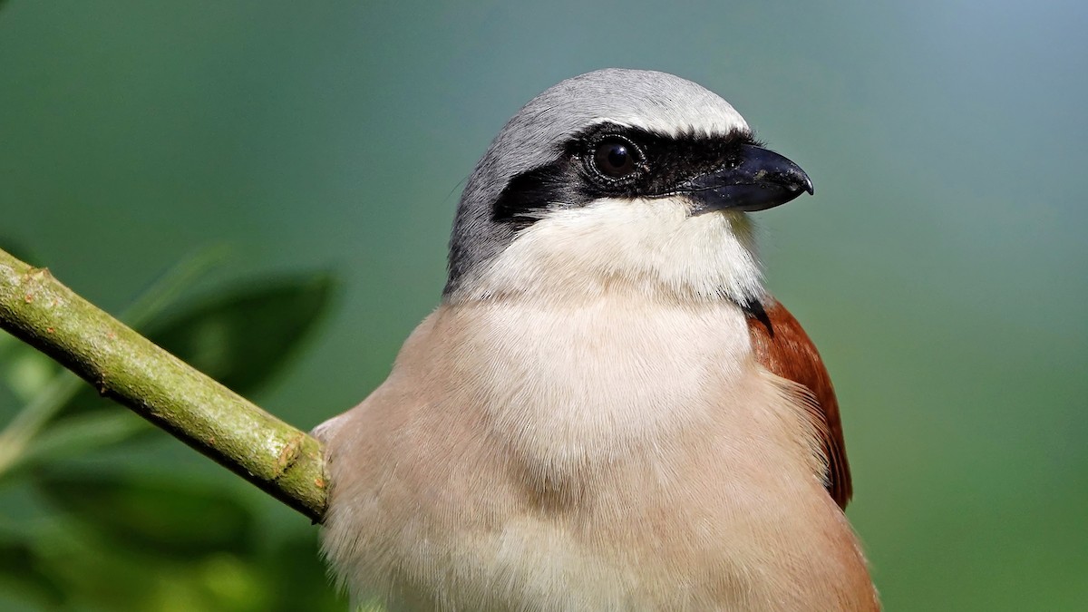 Red-backed Shrike - Hans-Jürgen Kühnel