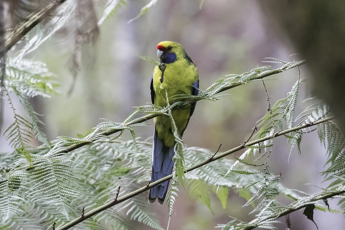 Green Rosella - ML619433204