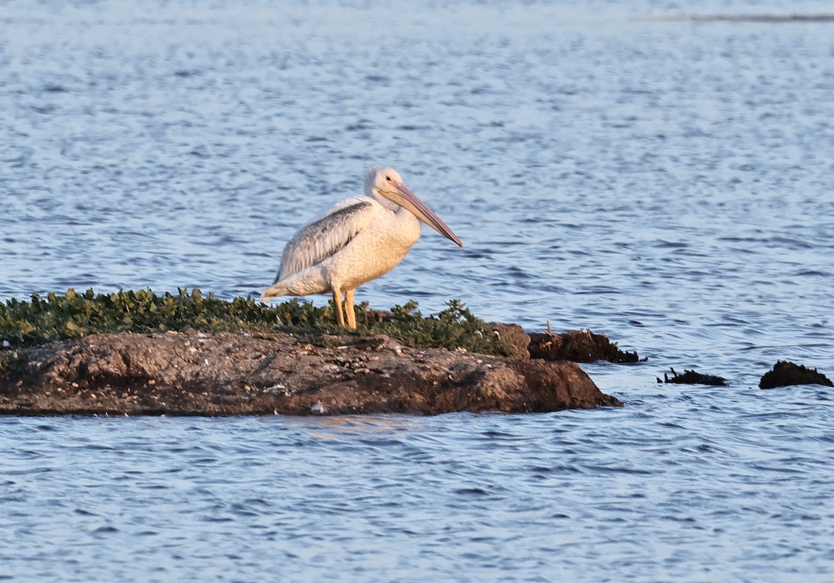 American White Pelican - Albert Linkowski