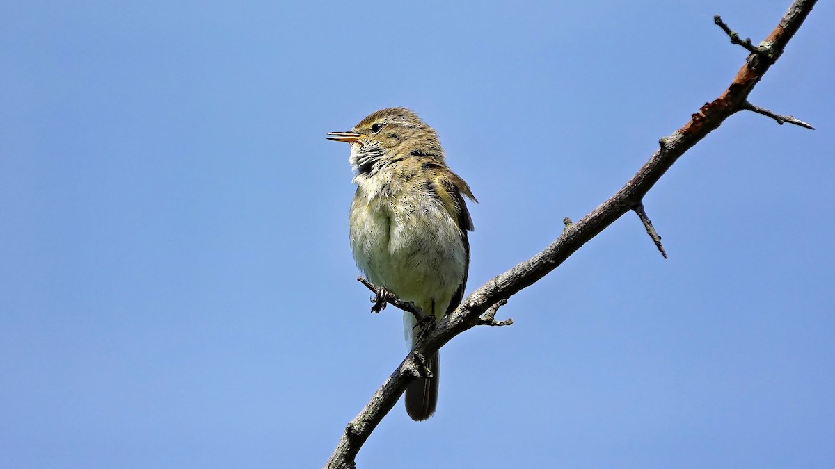 Common Chiffchaff - Hans-Jürgen Kühnel