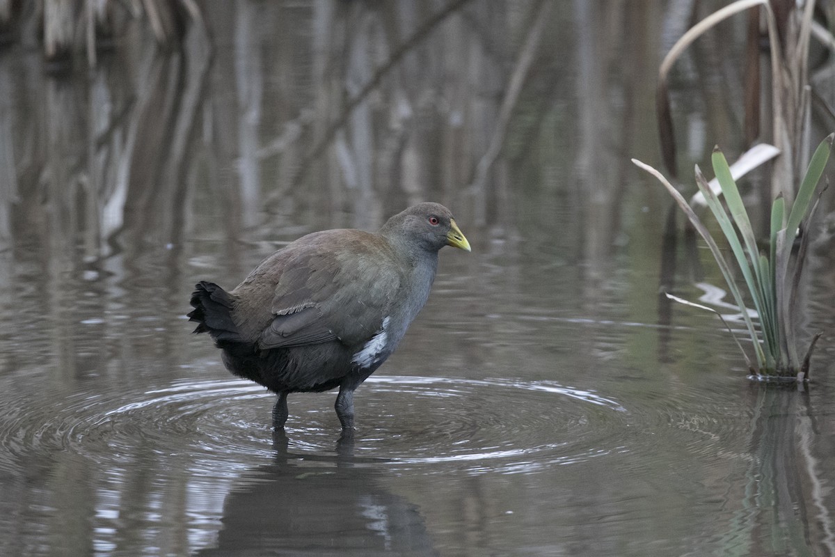 Tasmanian Nativehen - ML619433230