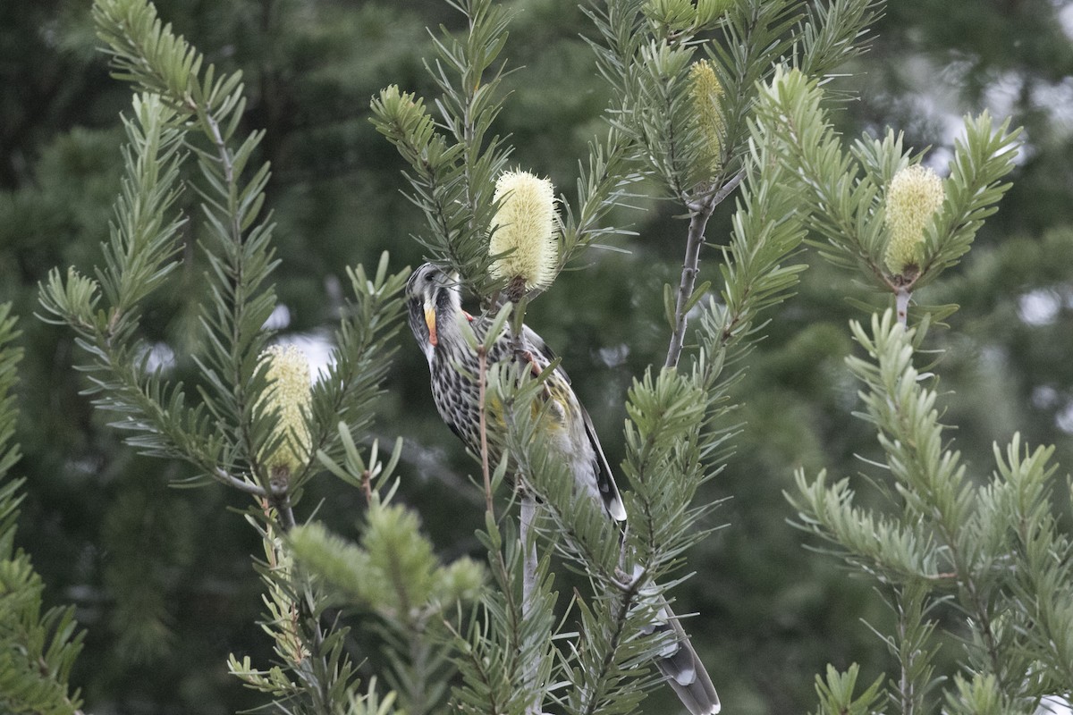 Yellow Wattlebird - John Cantwell