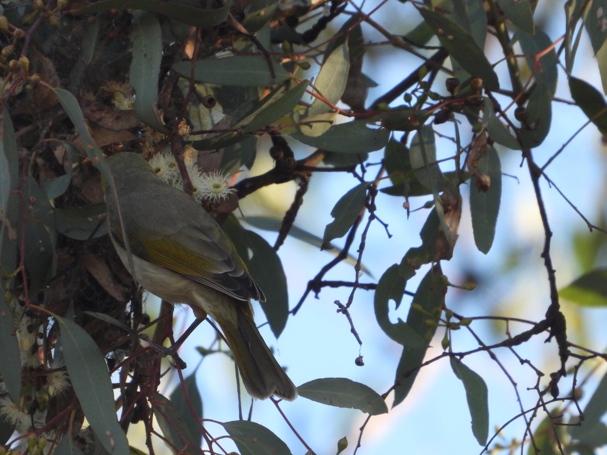 White-plumed Honeyeater - Rodney Macready