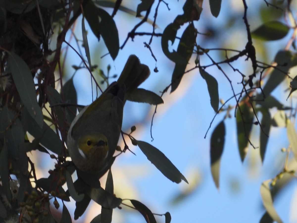 White-plumed Honeyeater - Rodney Macready