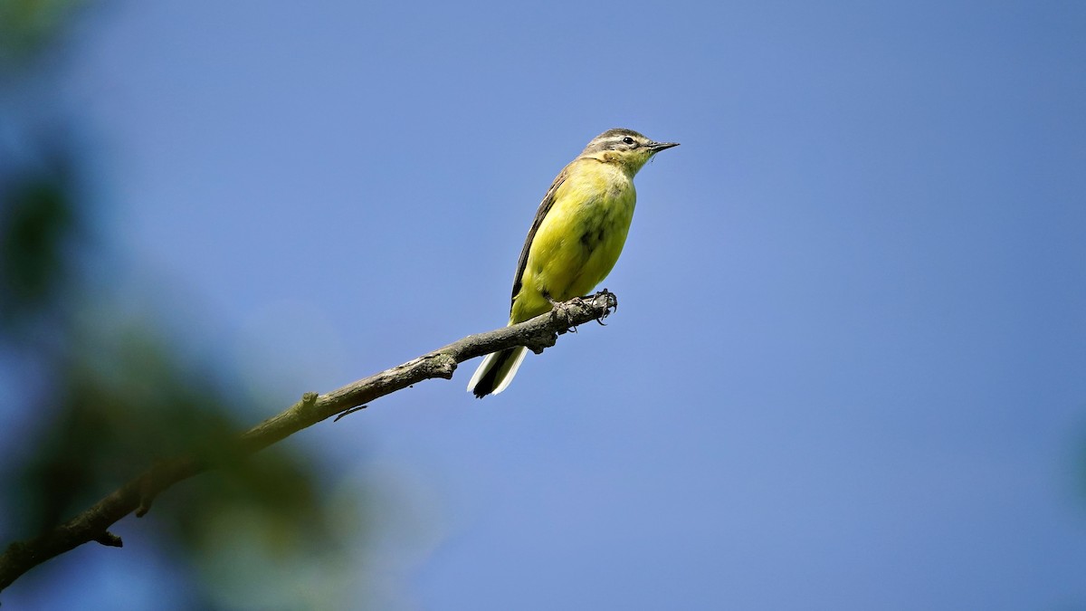 Western Yellow Wagtail (flava) - Hans-Jürgen Kühnel