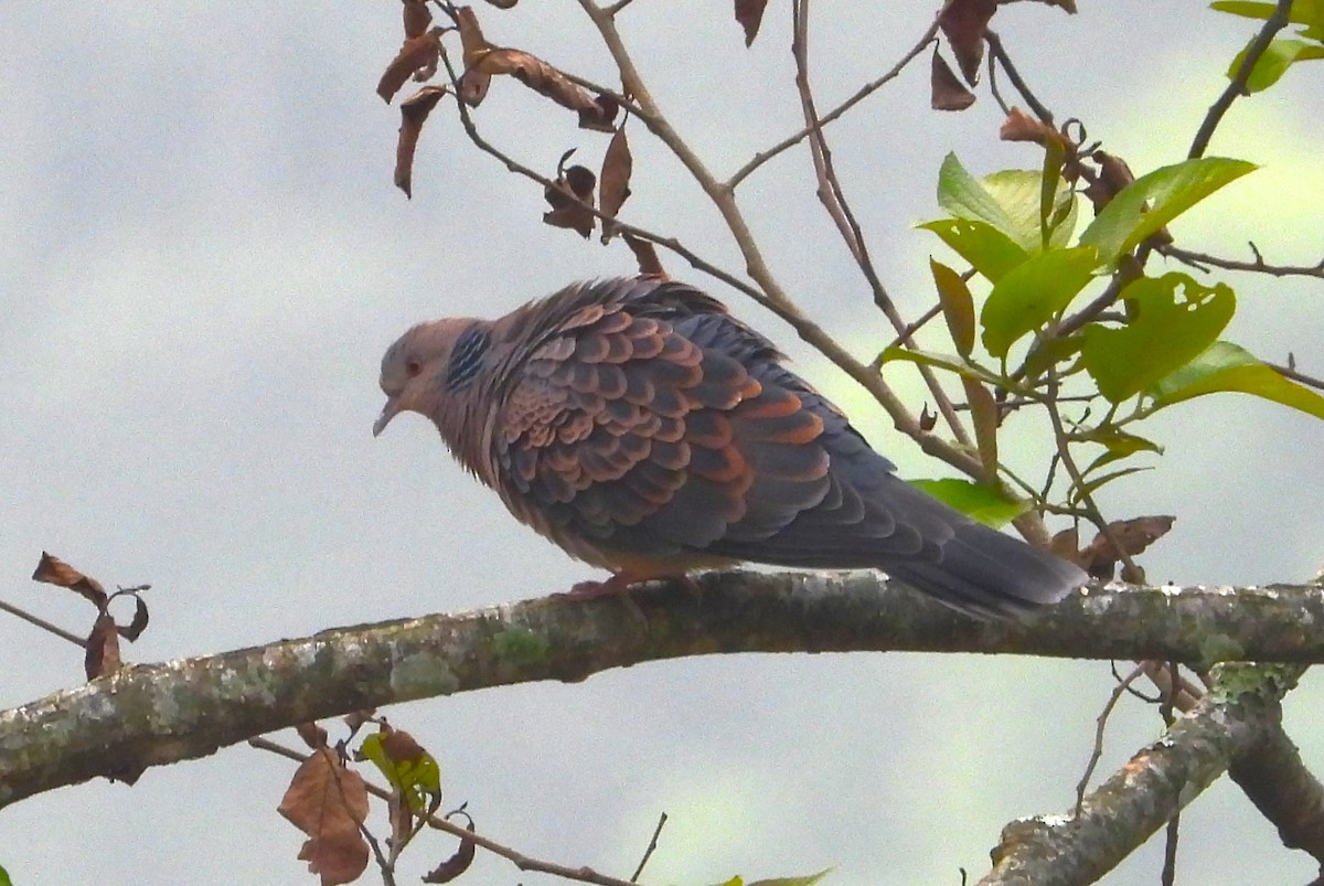 Oriental Turtle-Dove - Jageshwer verma