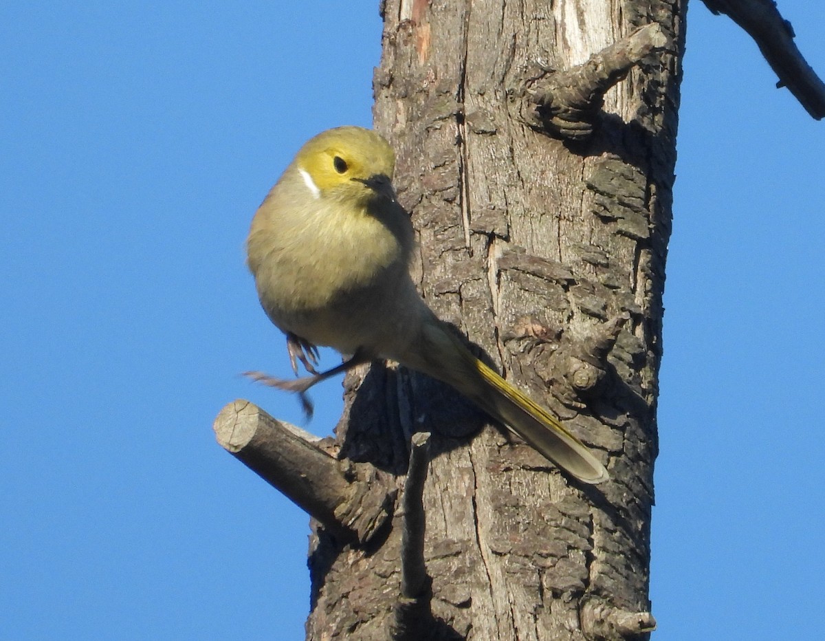 White-plumed Honeyeater - ML619433252