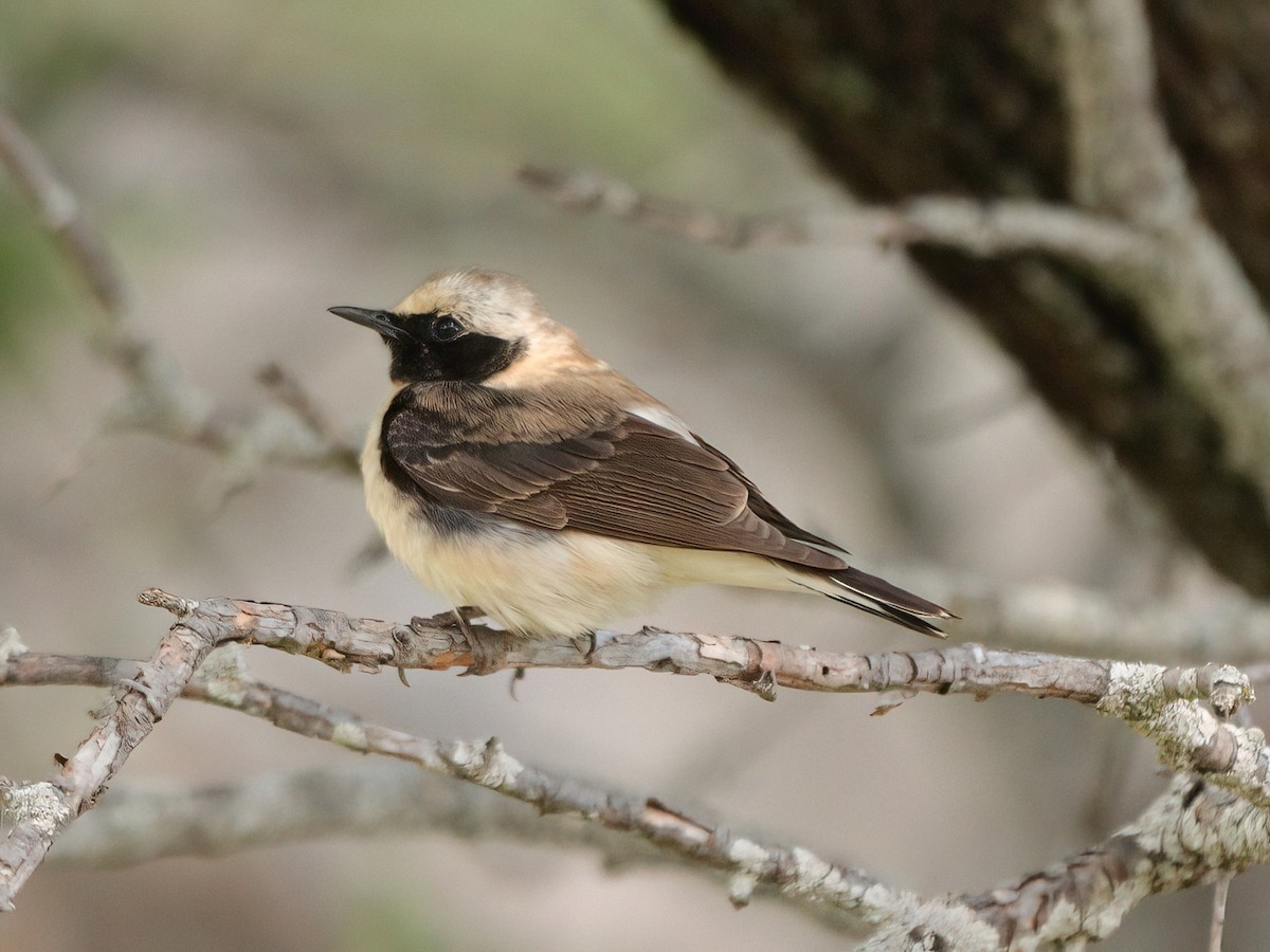 Eastern Black-eared Wheatear - Andrew Pryce