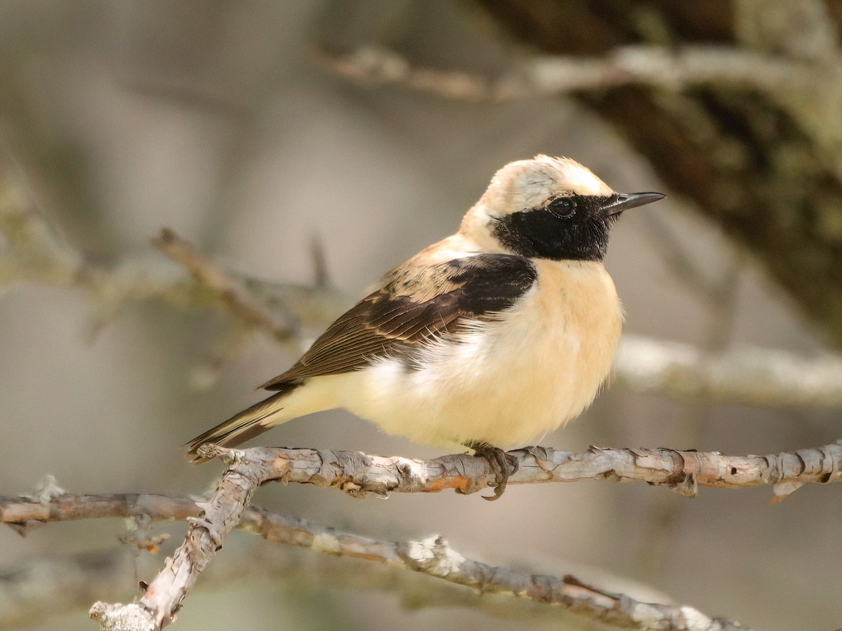 Eastern Black-eared Wheatear - Andrew Pryce