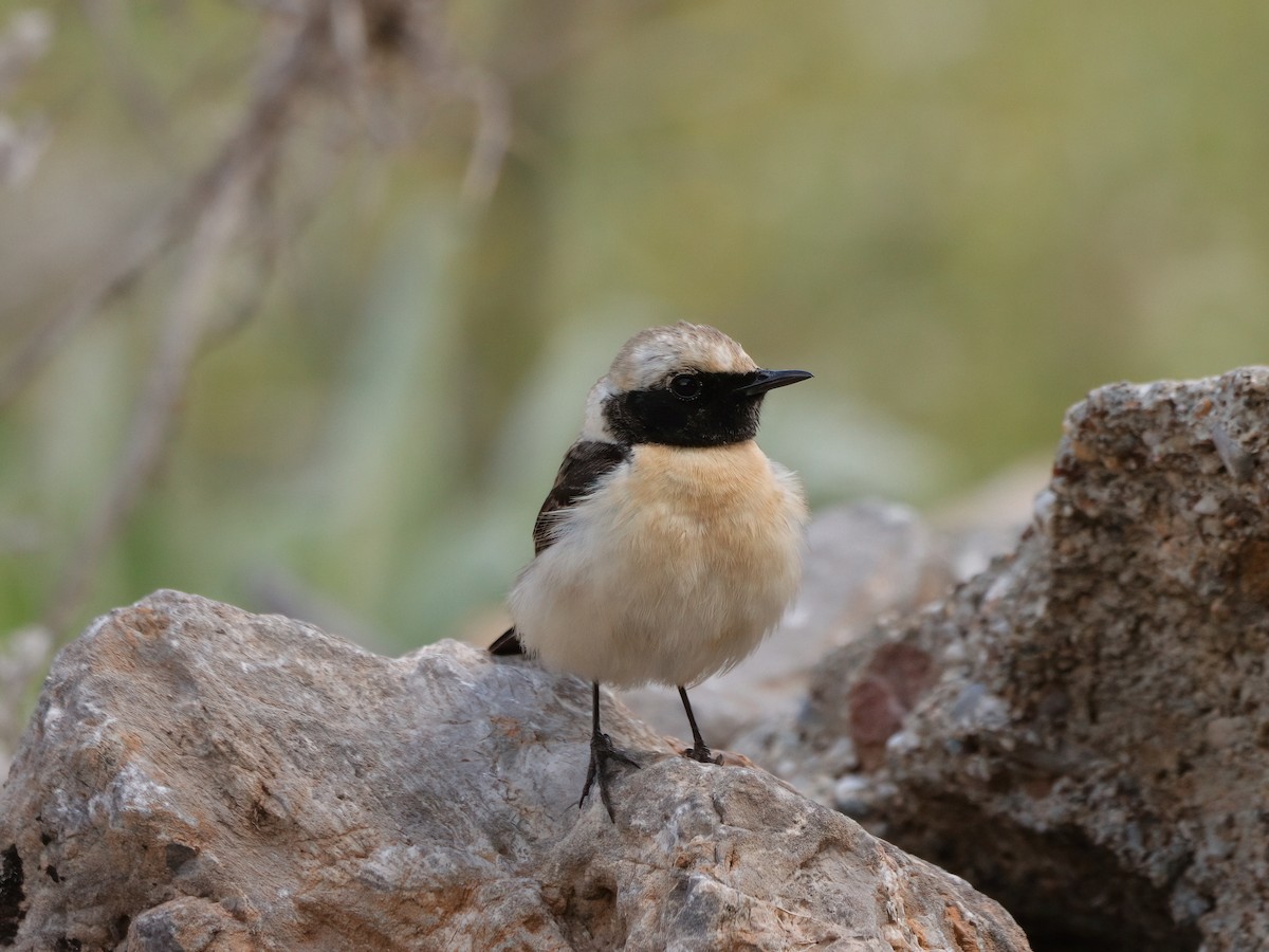 Eastern Black-eared Wheatear - Andrew Pryce