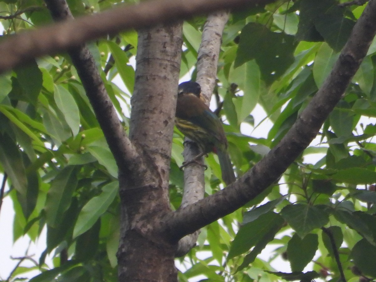 Great Barbet - ML619433264