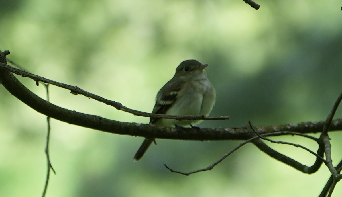 Acadian Flycatcher - William Patsy