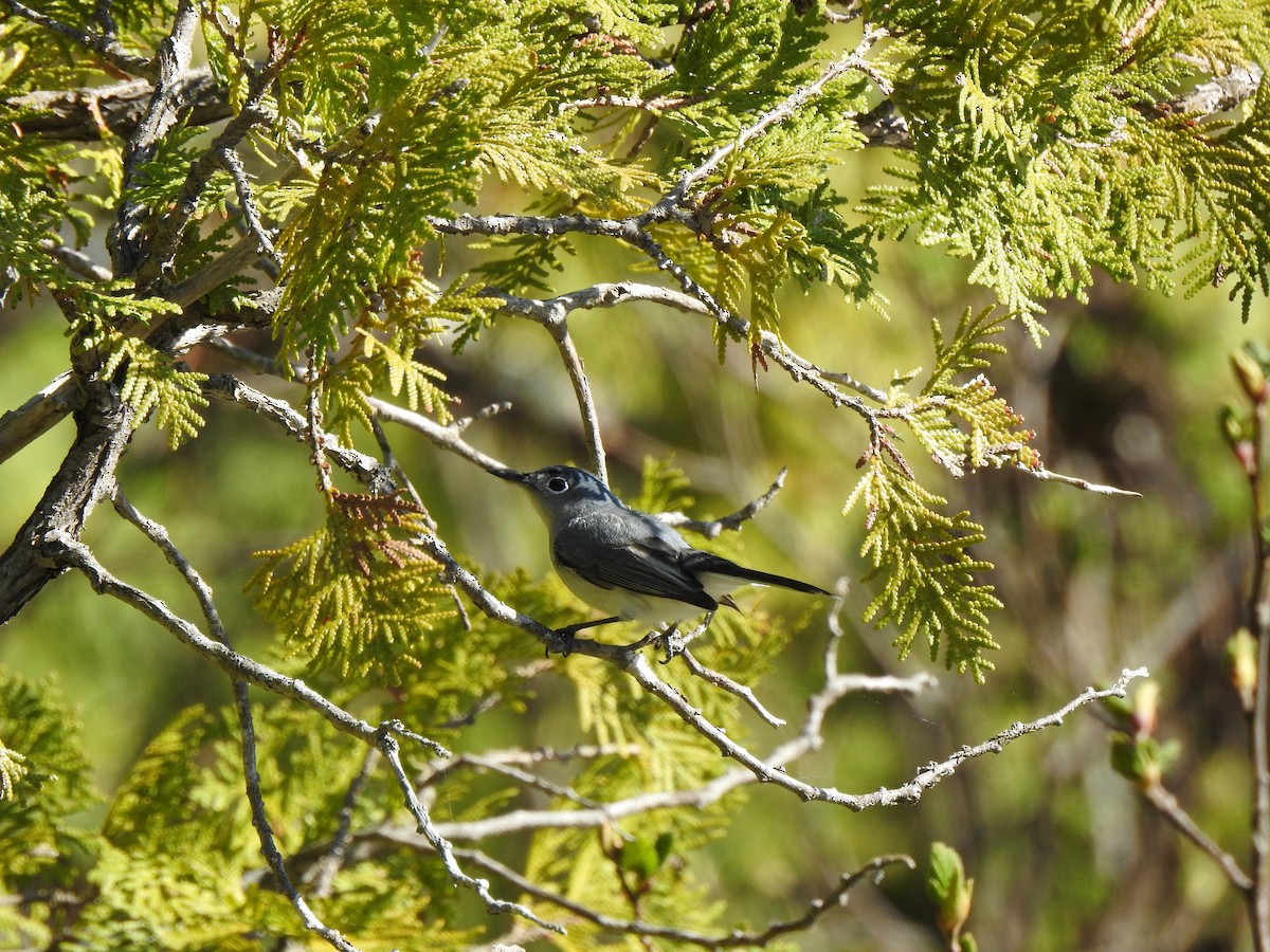 Blue-gray Gnatcatcher - Sarah-Jane Rossignol-Heppell