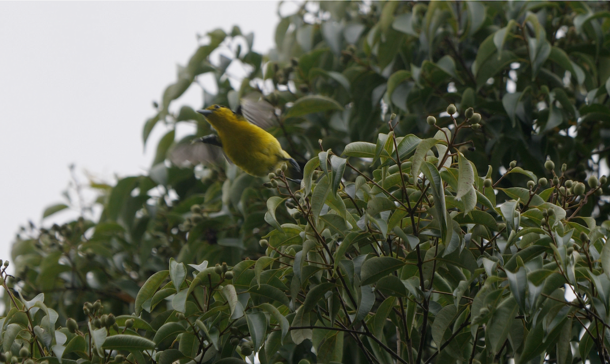 Common Iora - Anonymous