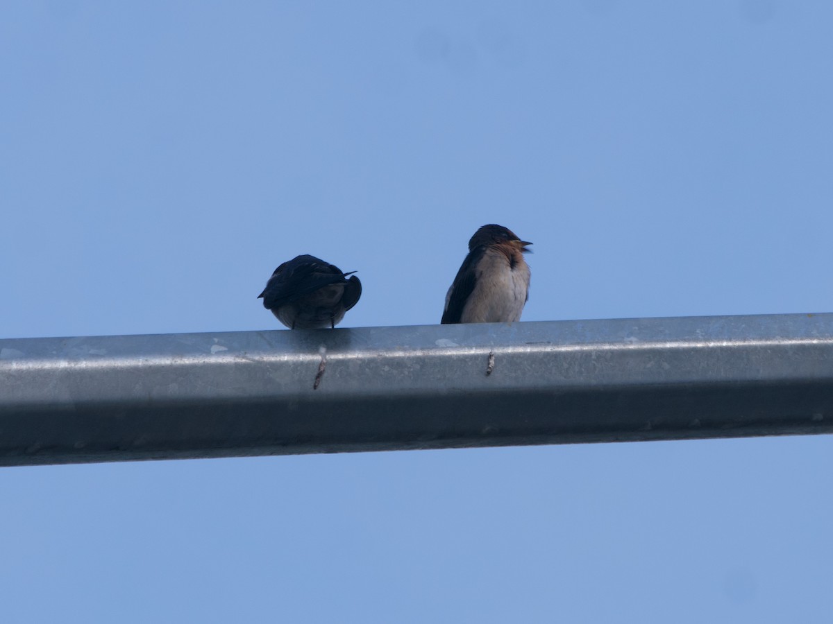 Pacific Swallow - Anonymous