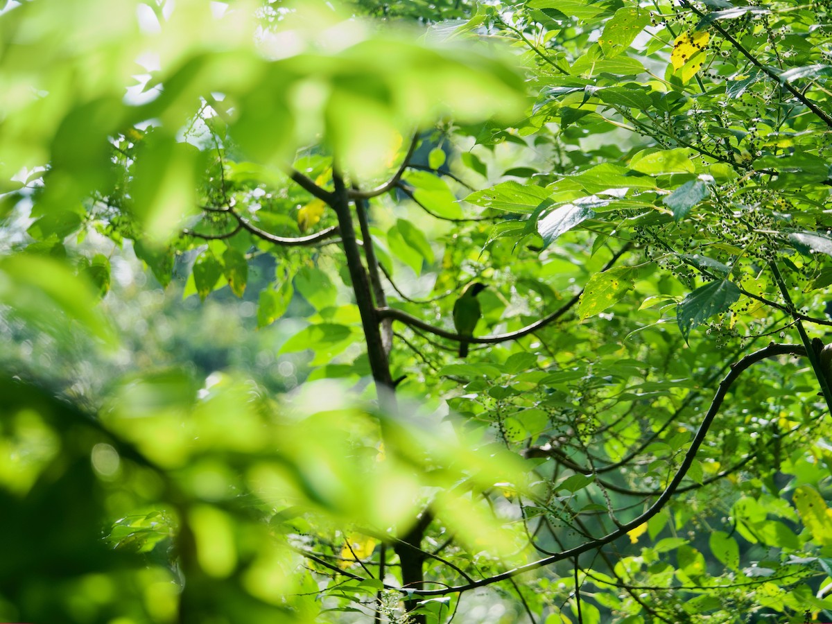 Greater Green Leafbird - Geoff Lim