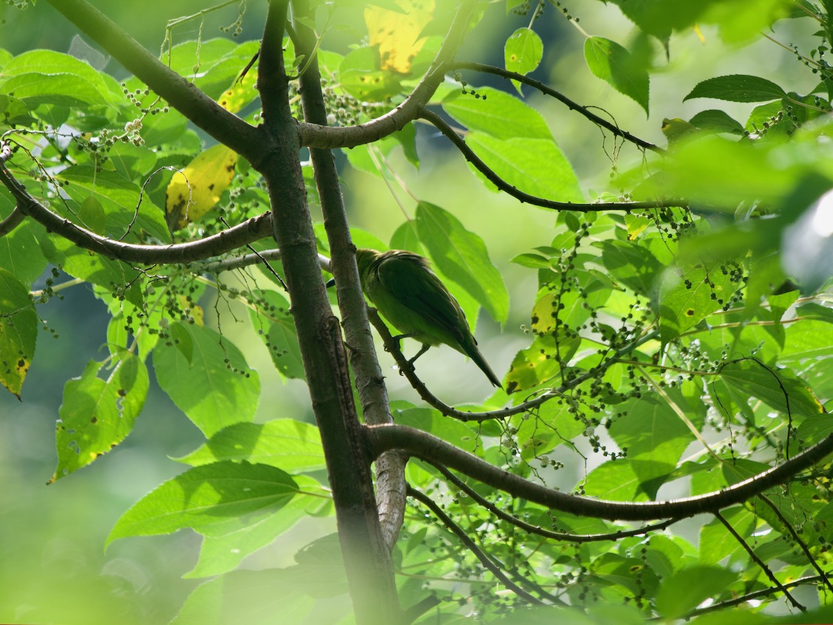 Greater Green Leafbird - Anonymous