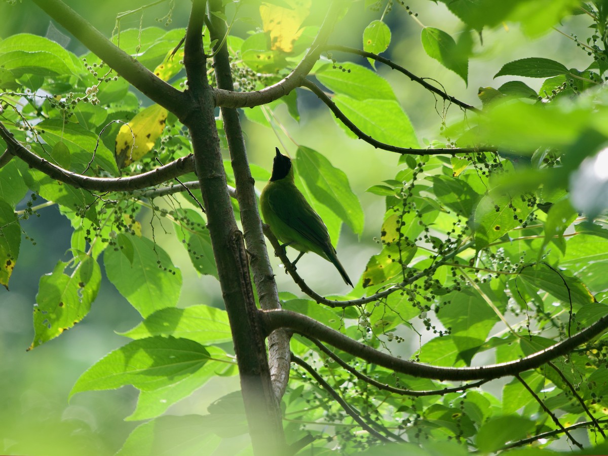 Greater Green Leafbird - Anonymous