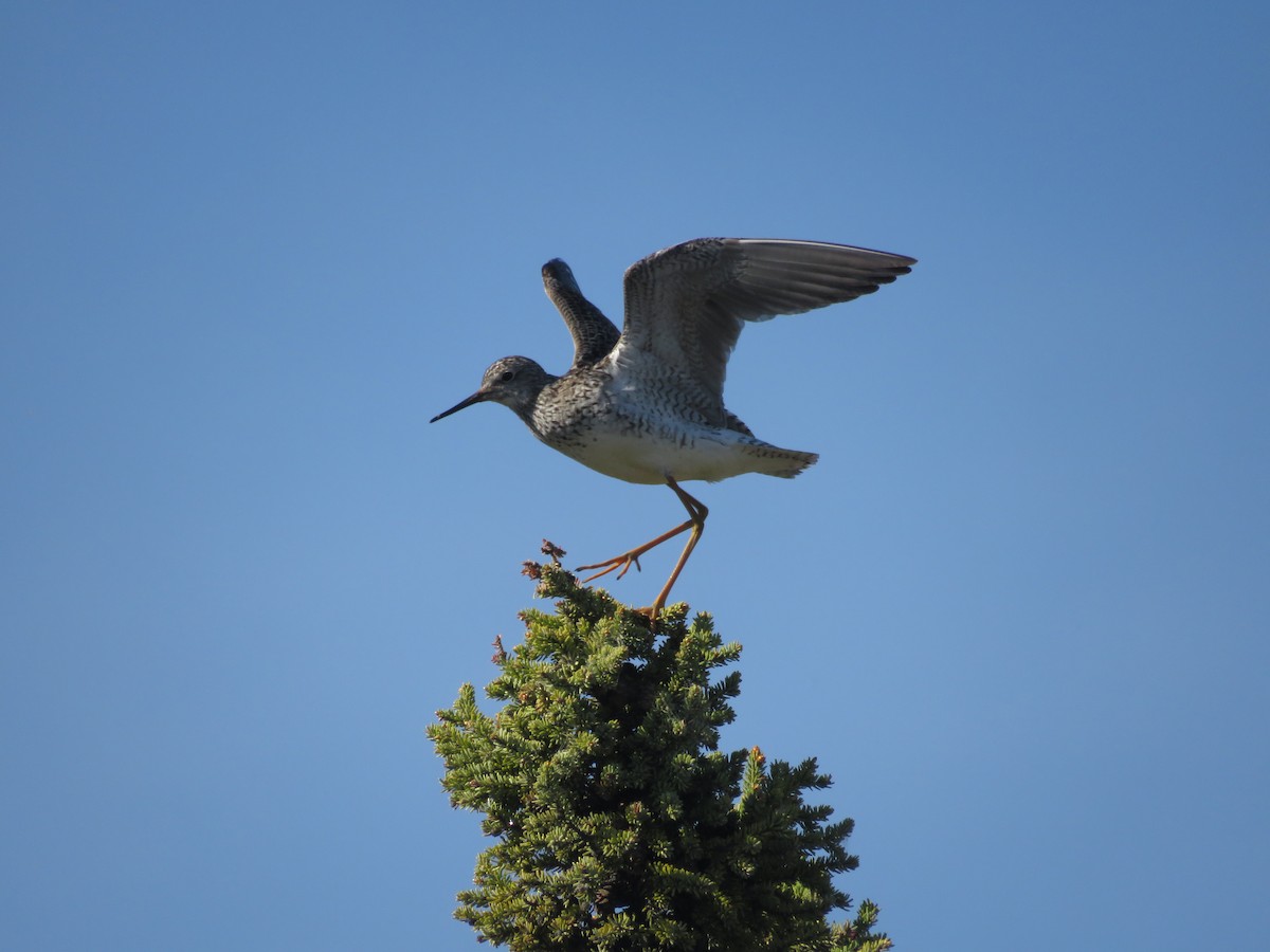 Lesser Yellowlegs - Levi Grudzinski