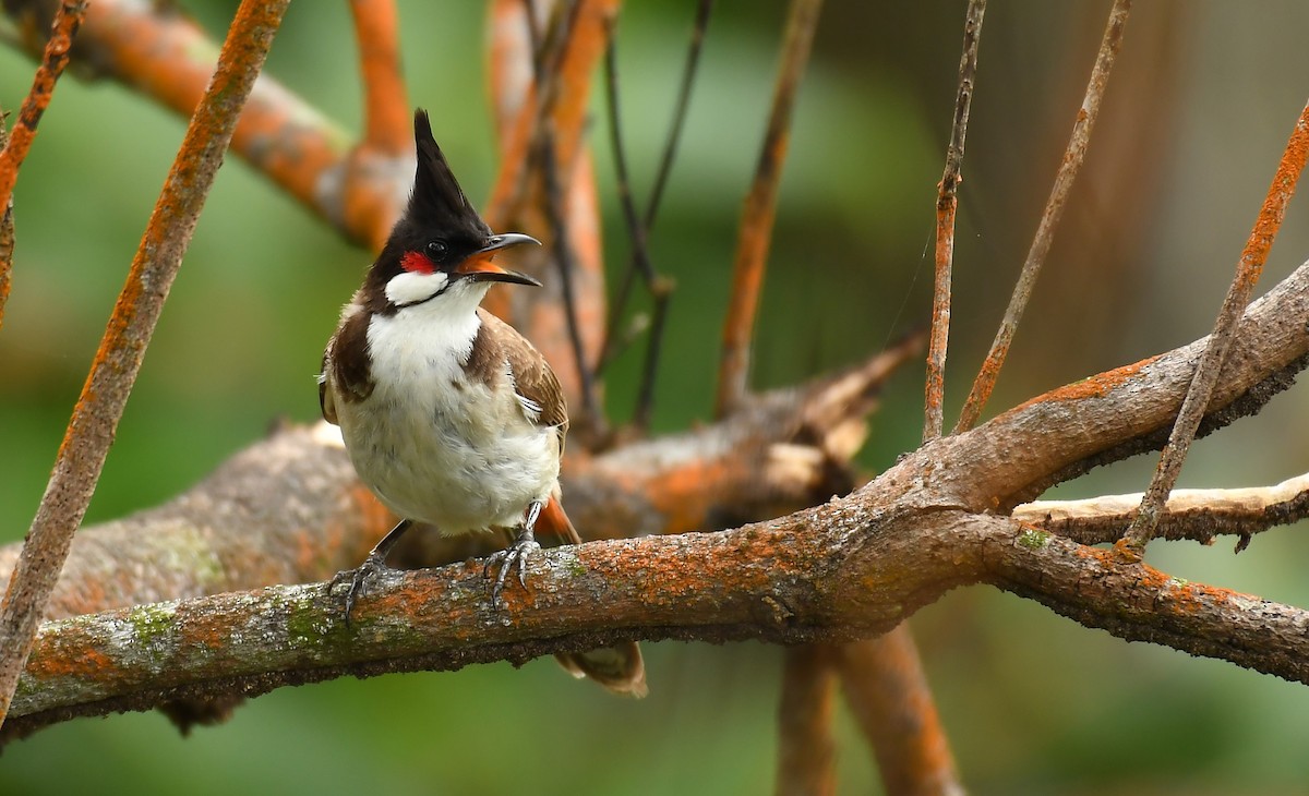 Red-whiskered Bulbul - Rogier Niessen