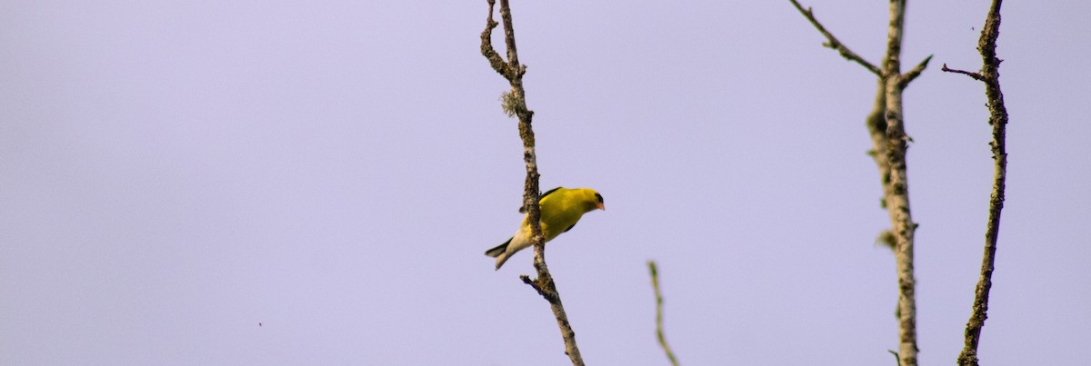 American Goldfinch - Greg kerluke