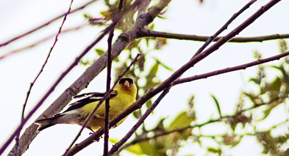 American Goldfinch - Greg kerluke