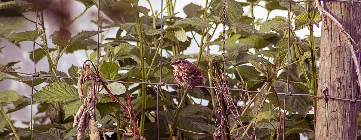 Song Sparrow - Greg kerluke