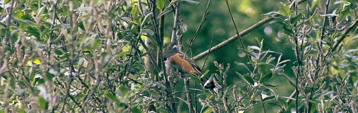 Spotted Towhee - Greg kerluke