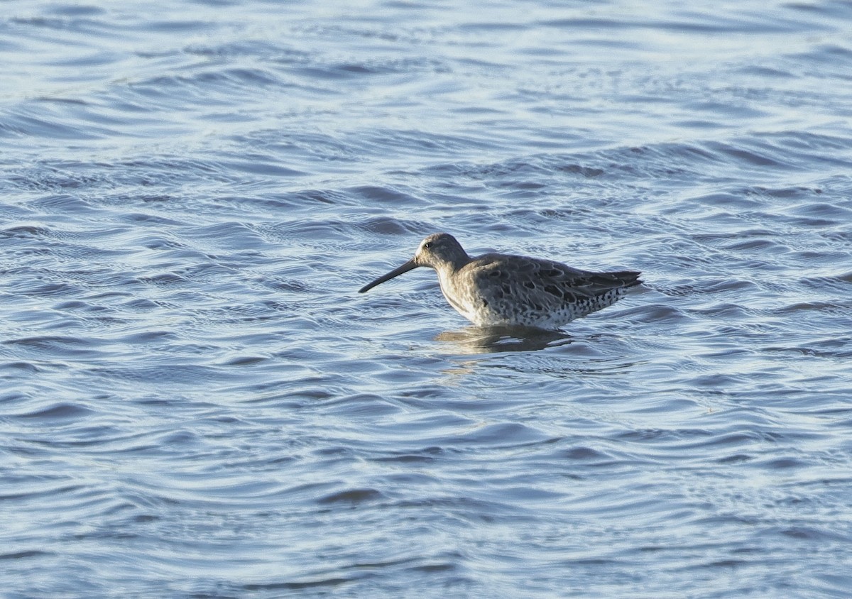 Long-billed Dowitcher - ML619433342