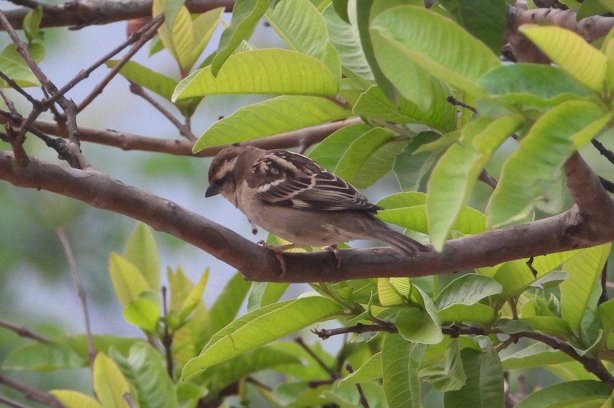 Russet Sparrow - Jageshwer verma