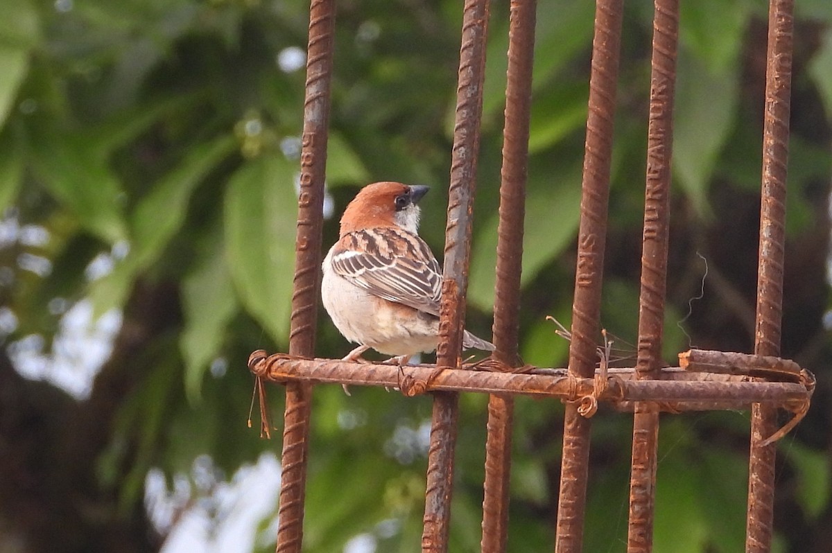 Russet Sparrow - Jageshwer verma