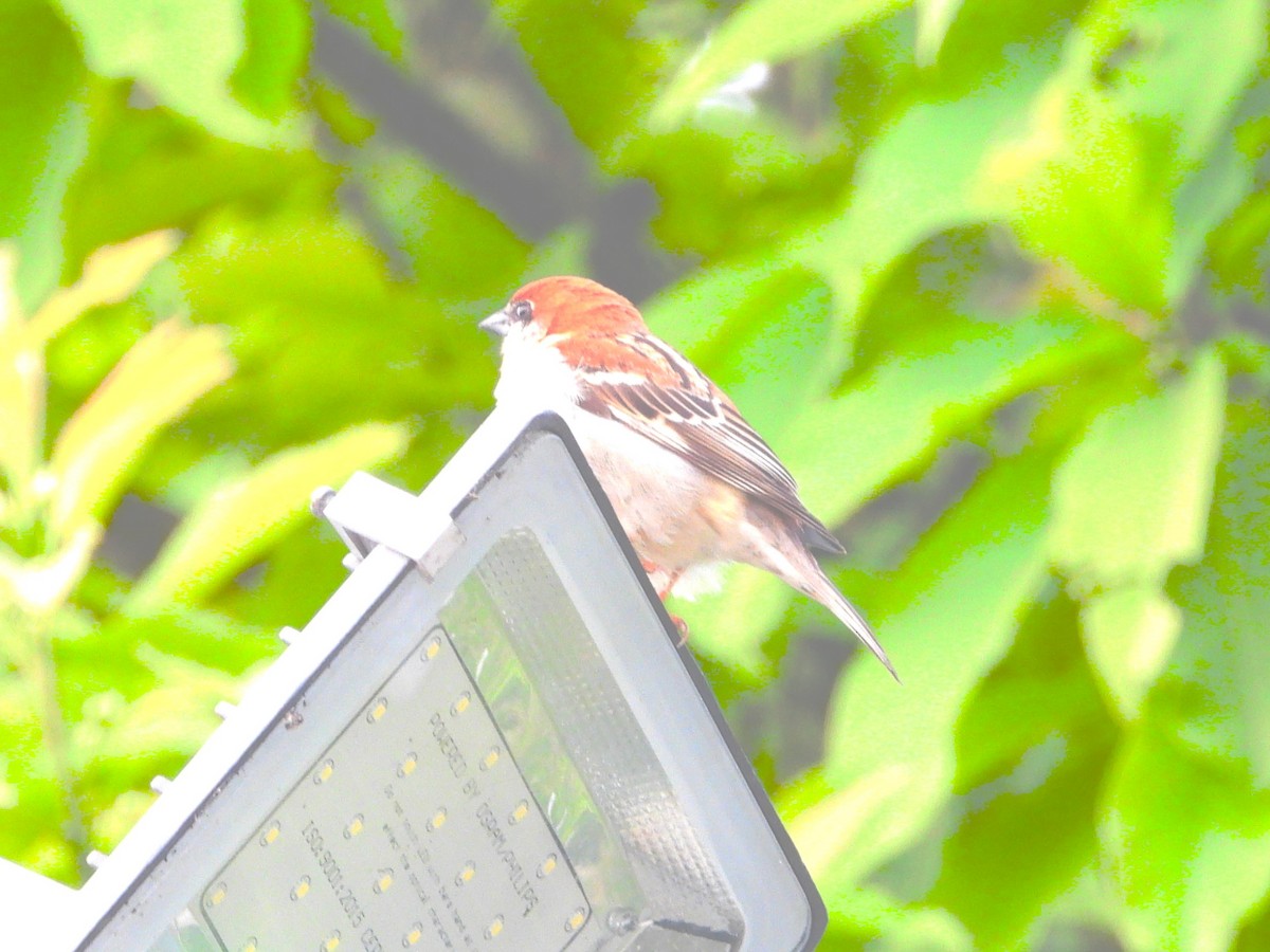 Russet Sparrow - Jageshwer verma