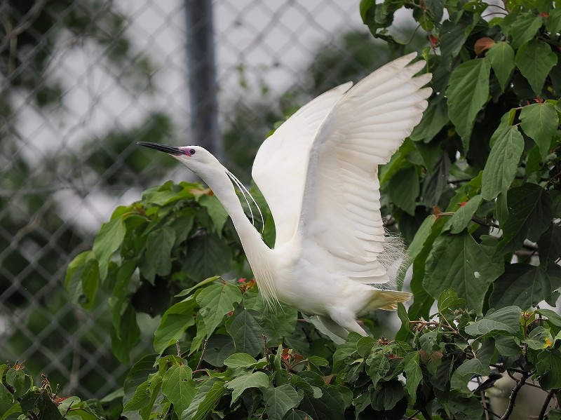 Little Egret - Osamu Murakami