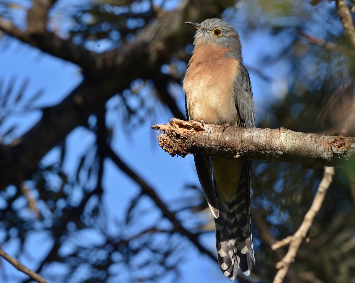 Fan-tailed Cuckoo - Peter Storer