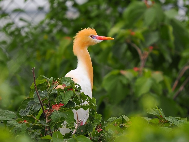 Eastern Cattle Egret - Osamu Murakami