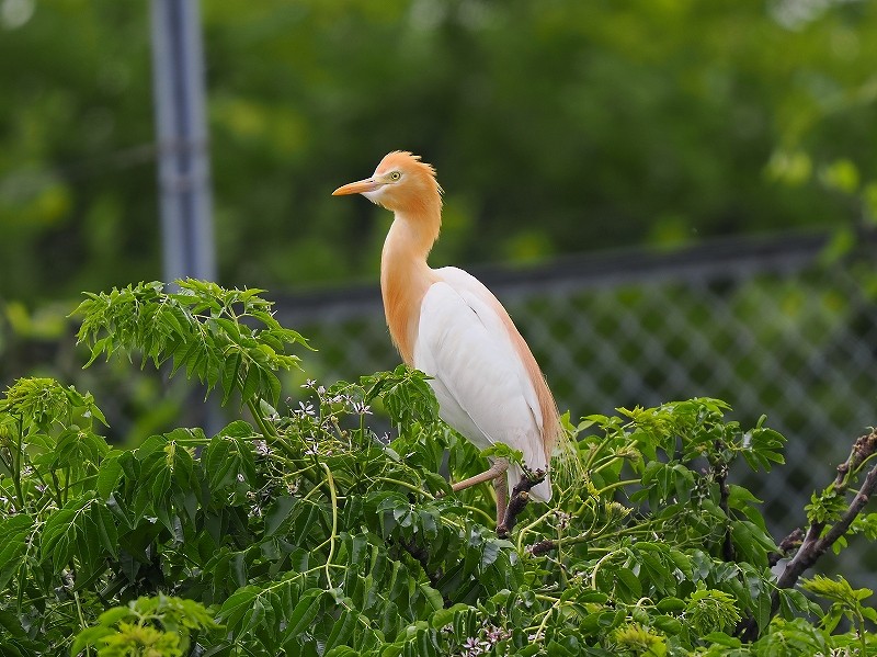 Eastern Cattle Egret - Osamu Murakami