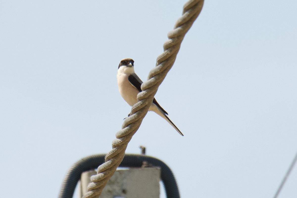 Lesser Gray Shrike - Igor Samokhin