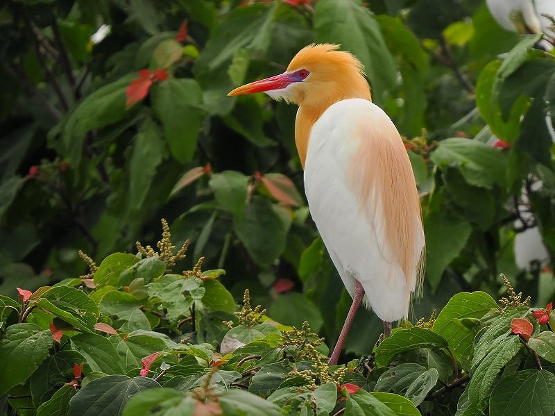 Eastern Cattle Egret - Osamu Murakami