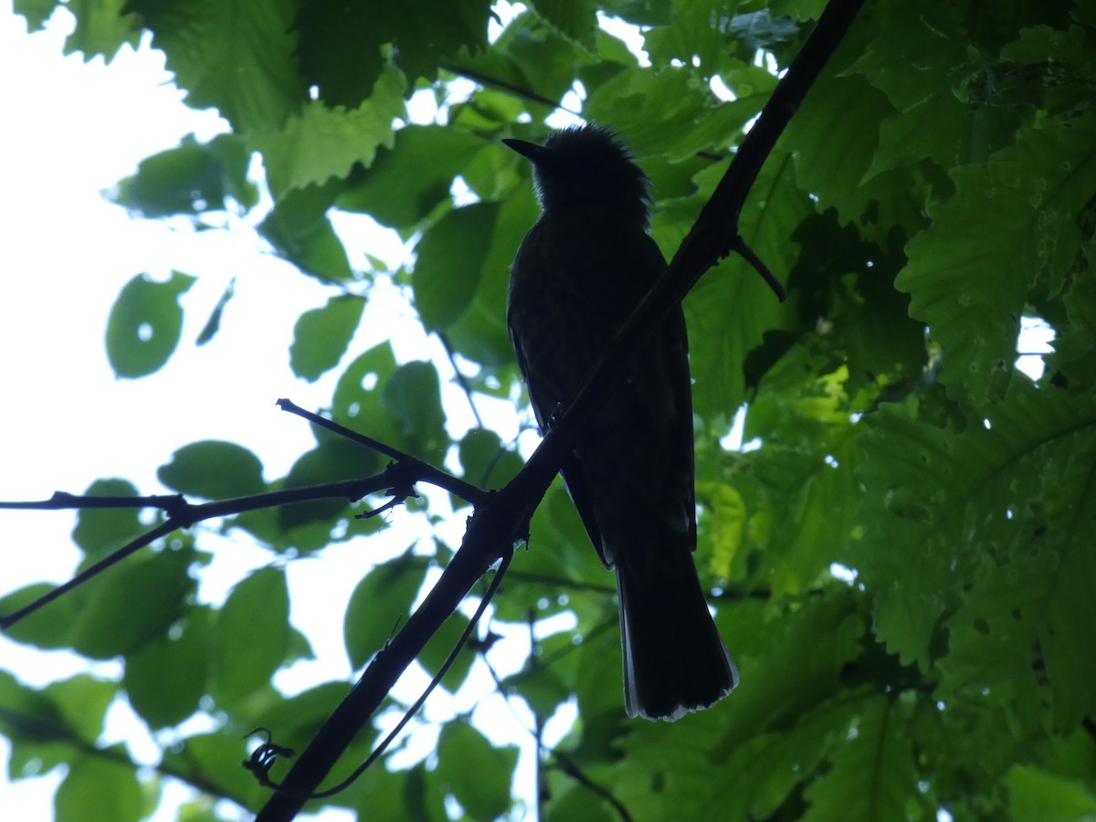 Brown-eared Bulbul - Eneko Azkue