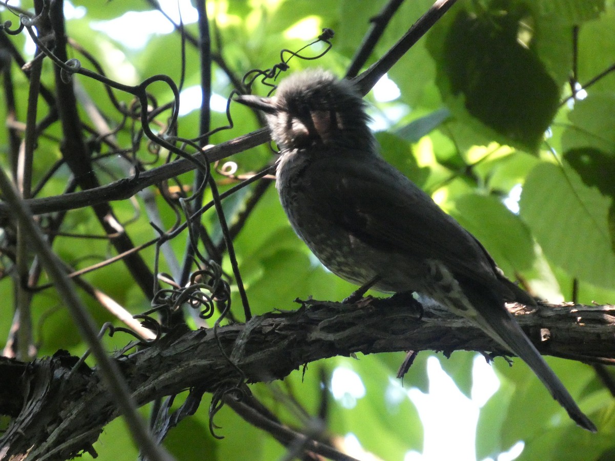 Brown-eared Bulbul - Eneko Azkue