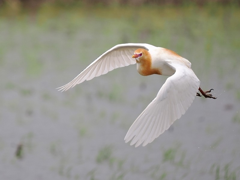 Eastern Cattle Egret - Osamu Murakami