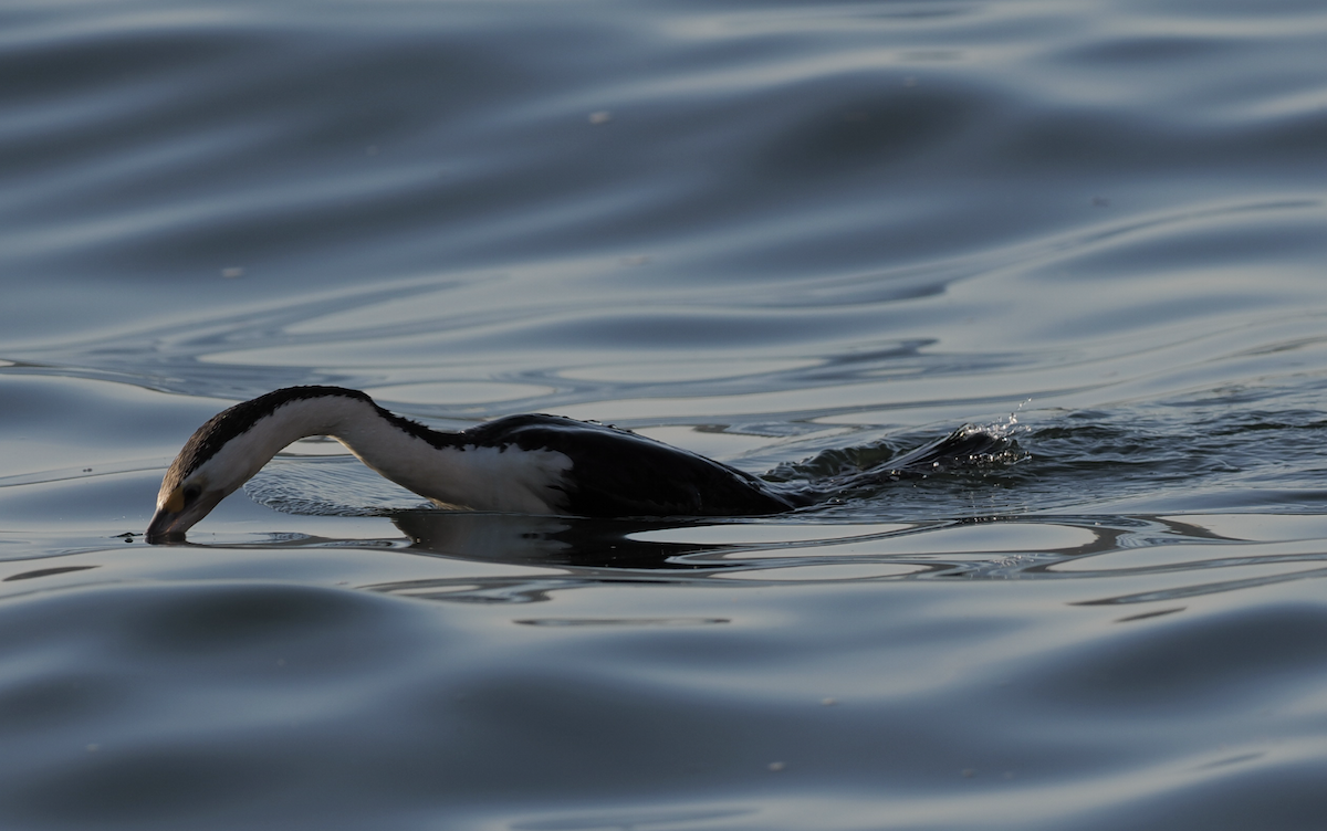 Pied Cormorant - Edwin octosa